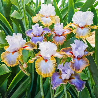 Iris