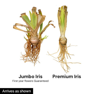 Pink Attraction Reblooming Bearded Iris