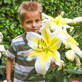 Lilies