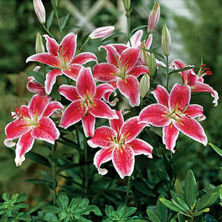 Lilies