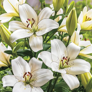 Lilies