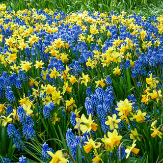 Naturalizing