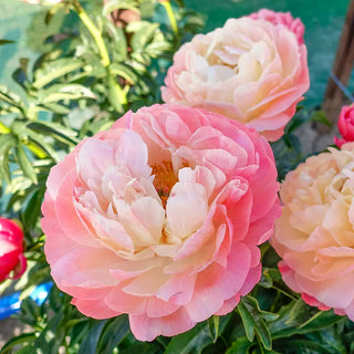 Peonies