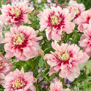 Peonies