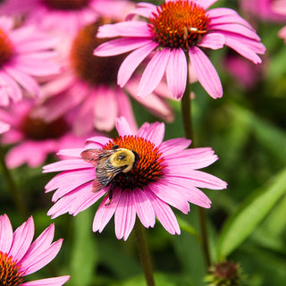 Pollinators