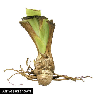 Pink Attraction Reblooming Bearded Iris