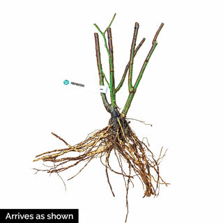 Firefighter Hybrid Tea Rose®