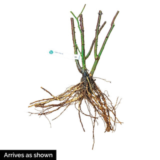 Be My Baby™ Patio Rose