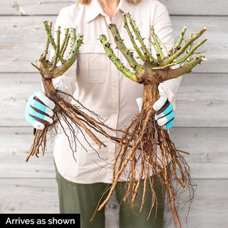 Violet's Pride™ Floribunda Rose