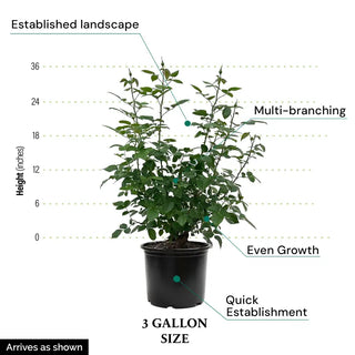 sas rose 3gal - SAS Image