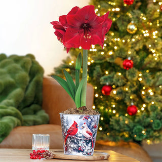 Single Amaryllis