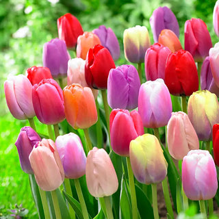 Tulips