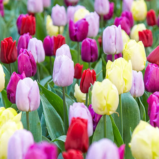 Tulips