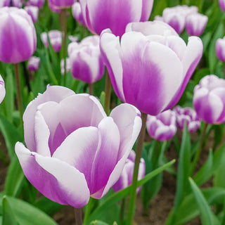 Tulips