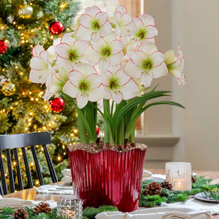 Yuletide Joy