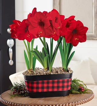 Amaryllis Care Indoor