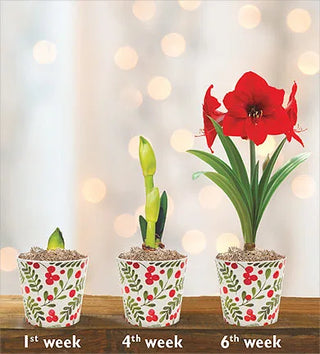 Amaryllis to Rebloom