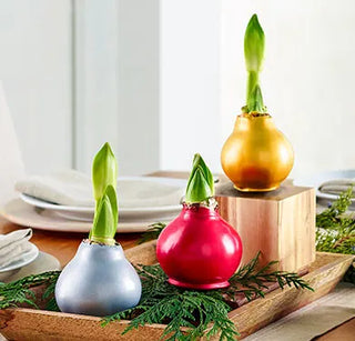 Waxed Amryllis Bulb