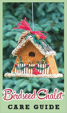 Birdseed Care Guide