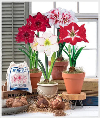 Naked Amaryllis Bulb