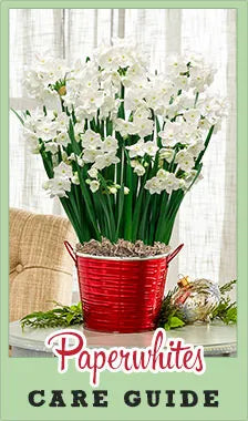 Paperwhites Care Guide