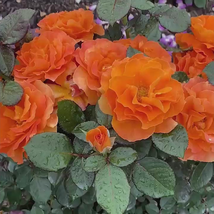 Vavoom™ Floribunda Rose – Breck's