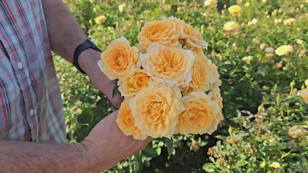 Edith's Darling® Shrub Rose