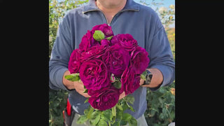 Twilight Zone Grandiflora Rose 16:9