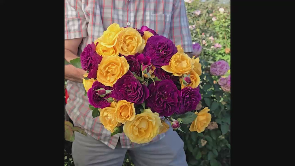 Ebb Tide™ & Julia Child 36" Tree Rose 16:9