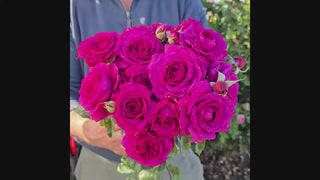 Light Years Away Floribunda Rose 16:9