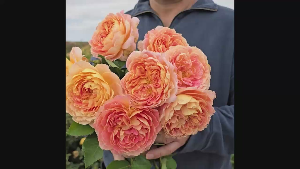 Fun in the Sun™ Grandiflora Rose 16:9