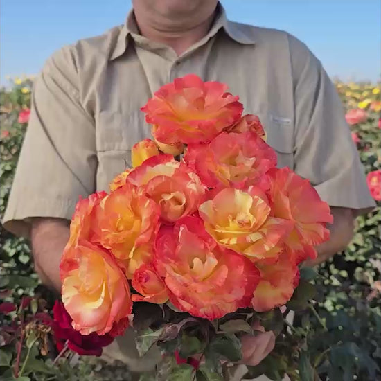 Chihuly® Floribunda Rose| Roses for Growing | Shop Breck’s