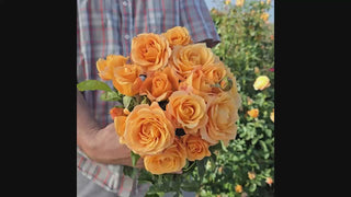 Golden Opportunity™ Climbing Rose 16:9