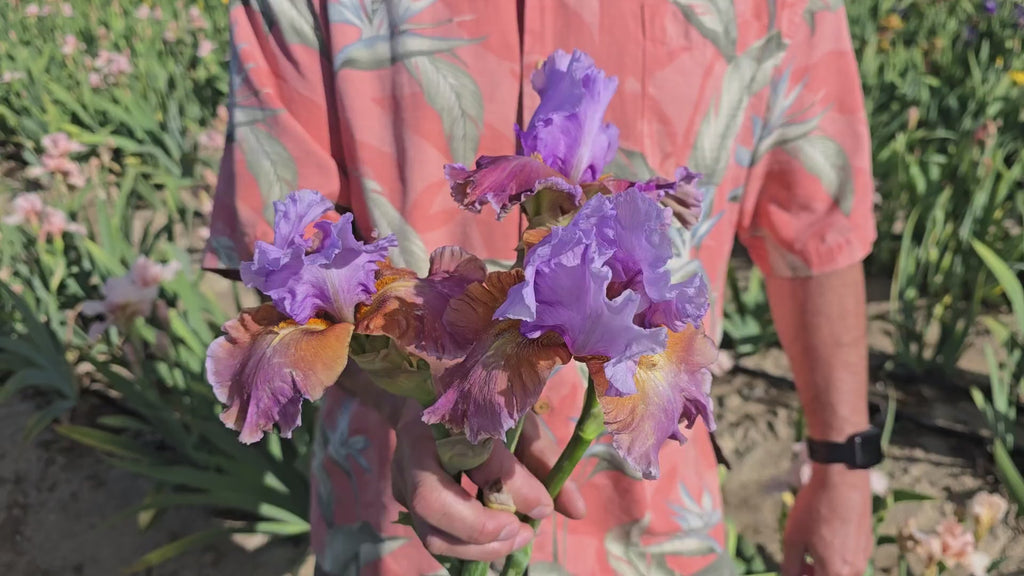 Blue Ignition Bearded Iris 16:9