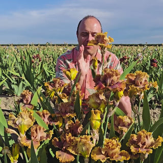 Candied Ginger Bearded Iris