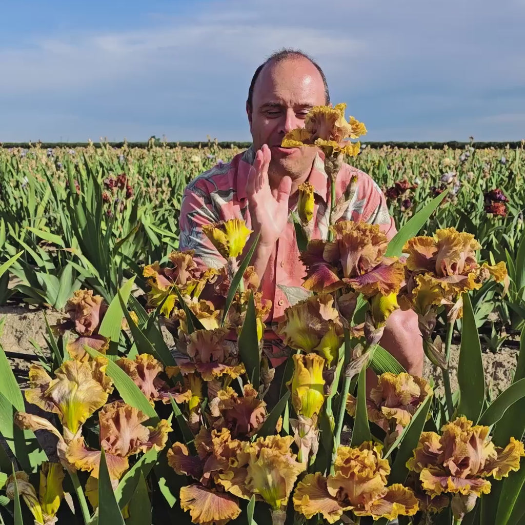 Candied Ginger Bearded Iris
