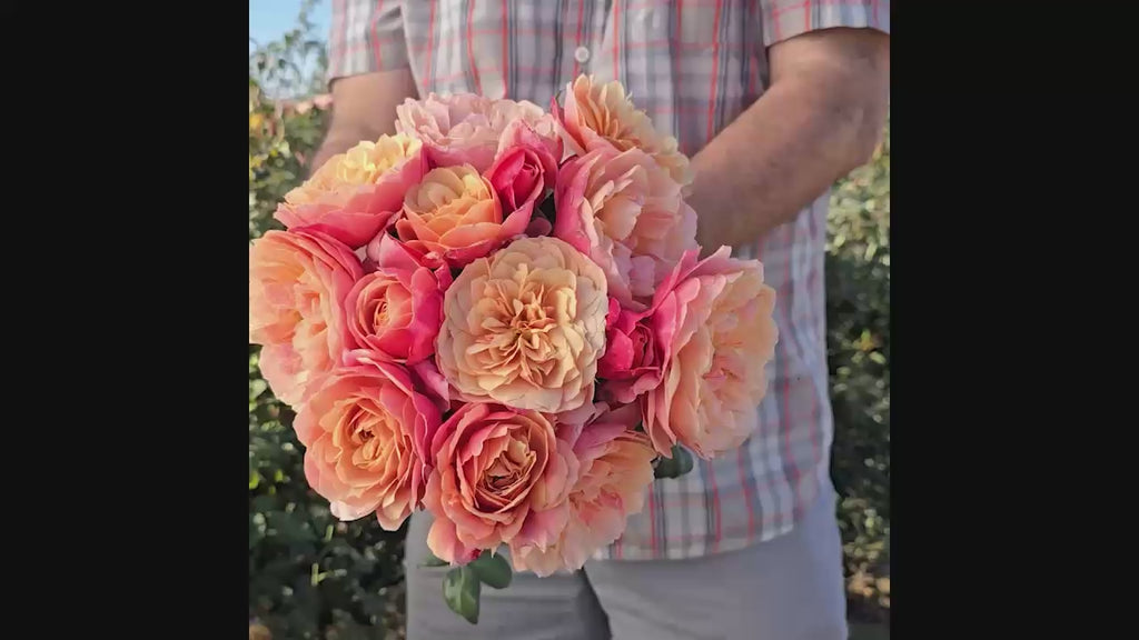 State of Grace™ Grandiflora Rose 16:9