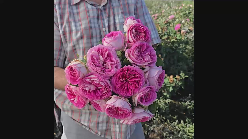 Fashion Forward™ Floribunda Rose 16:9