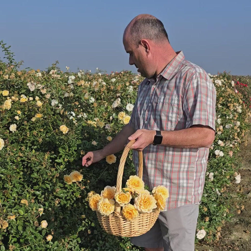 Ediths Darling Shrub Rose