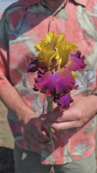 High Voltage Bearded Iris