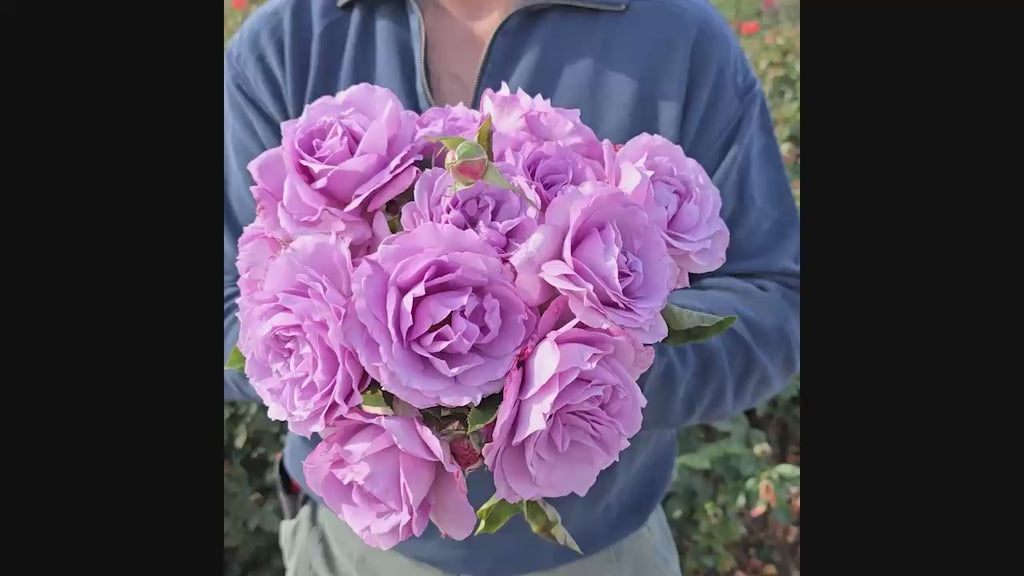 Love Song™ Floribunda Rose 16:9