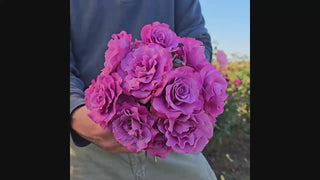 Angel Face Floribunda Rose 16:9