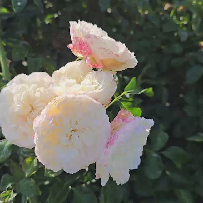 White Meidiland Groundcover Rose | Breck's