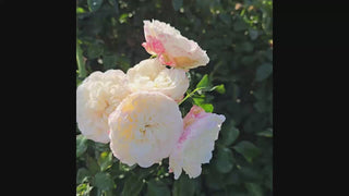 White Meidiland Groundcover Rose 16:9