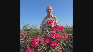 Easy Choice Shrub Rose 16:9