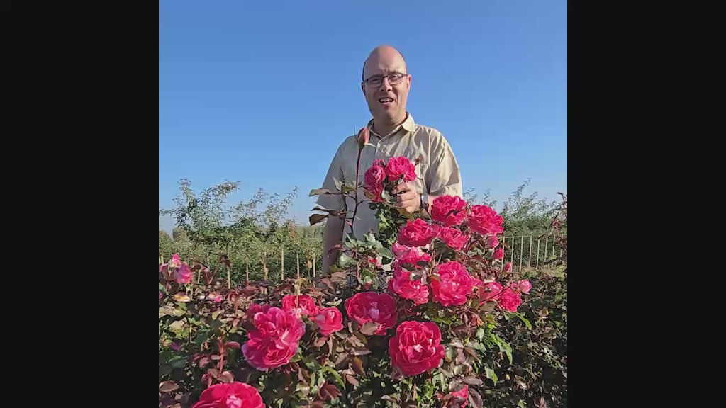Easy Choice Shrub Rose 16:9