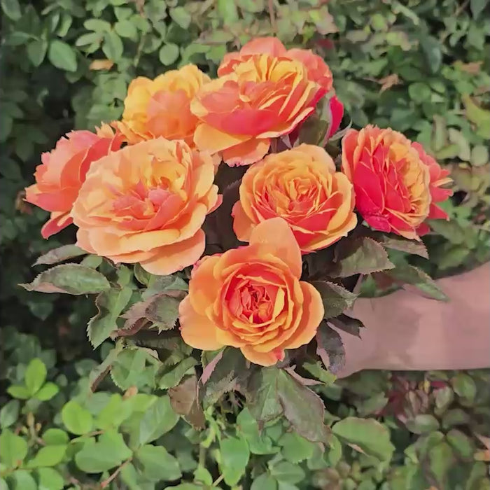 About Face® Grandiflora Rose – Breck's