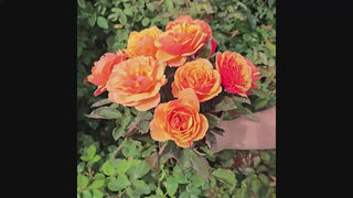 About Face® Grandiflora Rose 16:9