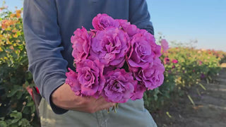 Angel Face Floribunda Rose