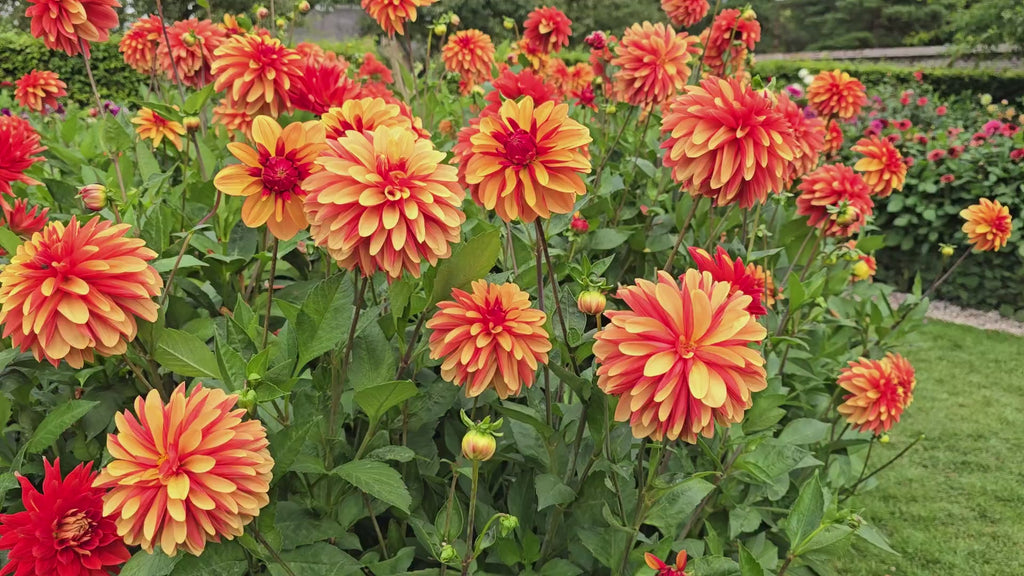 Japlou Dahlia